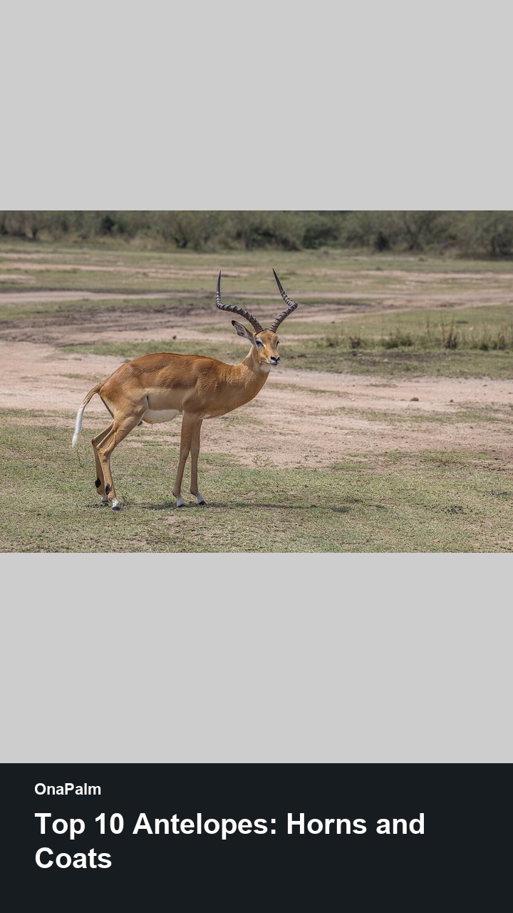 Top 10 Antelopes: Horns and Coats — 2:3