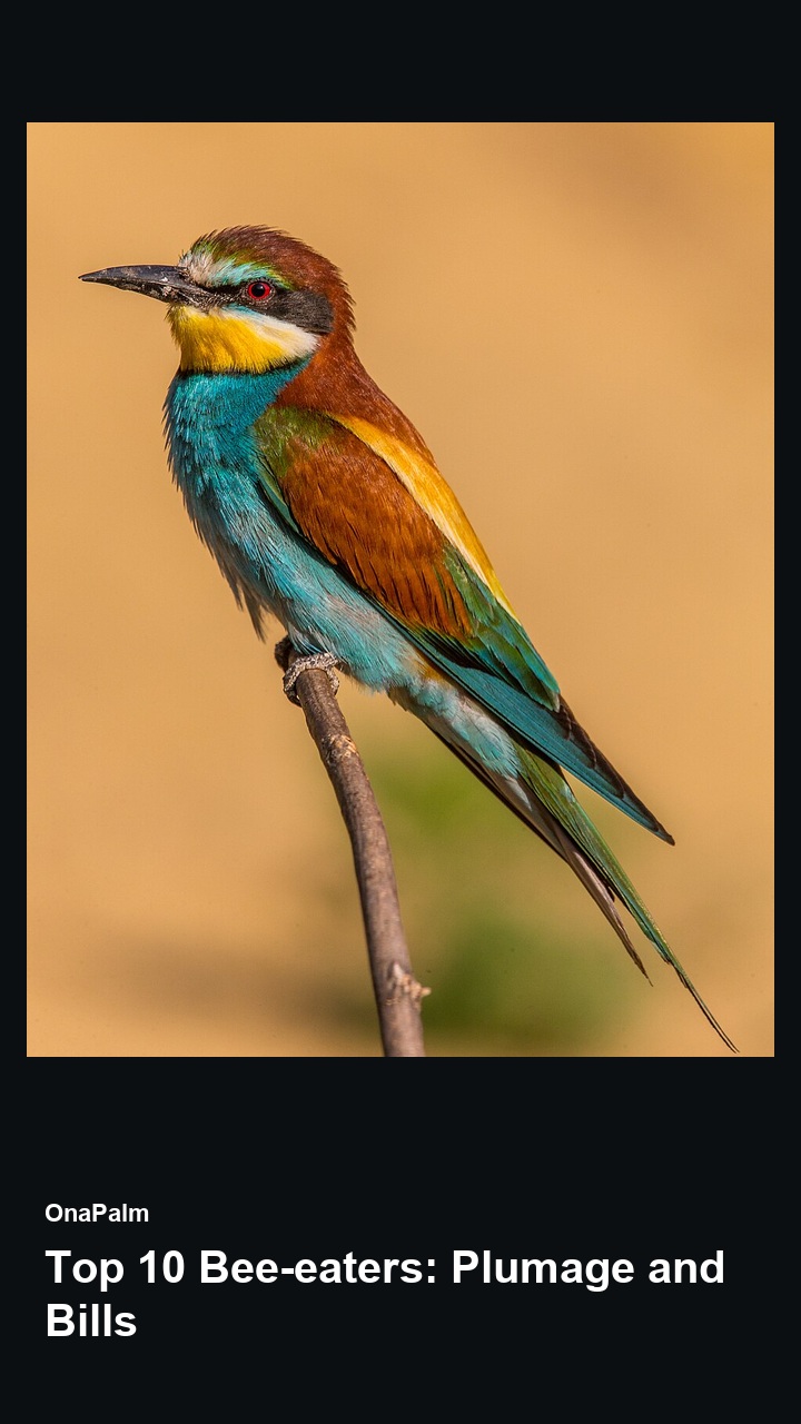 Top 10 Bee-eaters: Plumage and Bills — 2:3