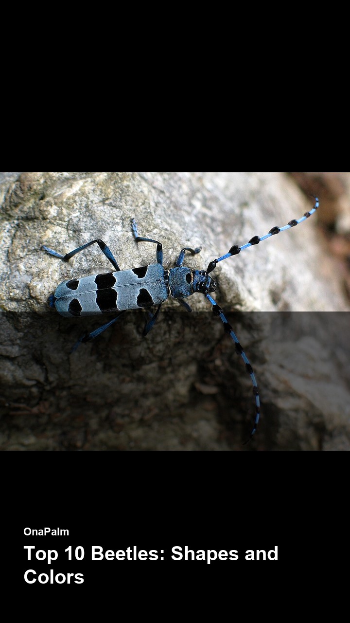 Top 10 Beetles: Shapes and Colors — 2:3