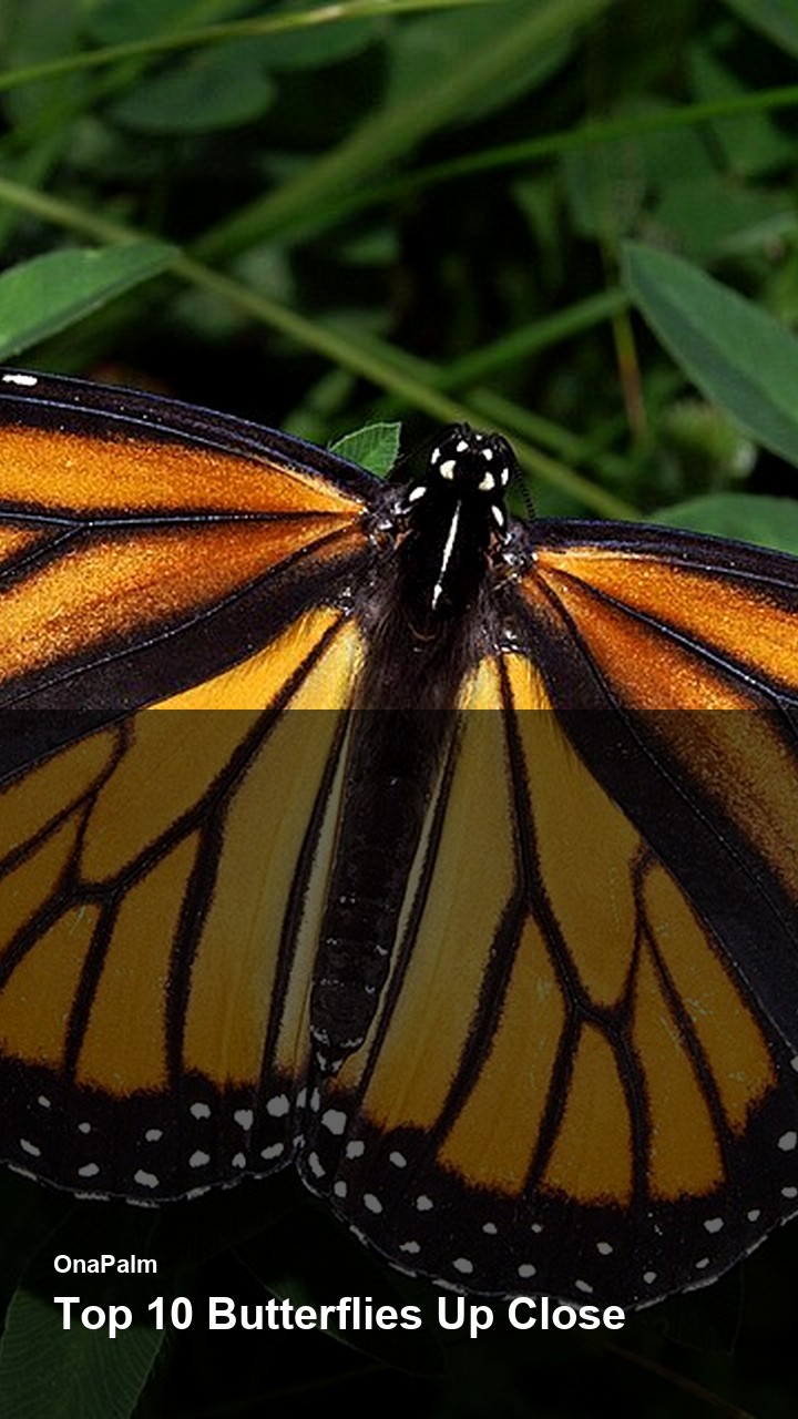 Top 10 Butterflies Up Close — 2:3
