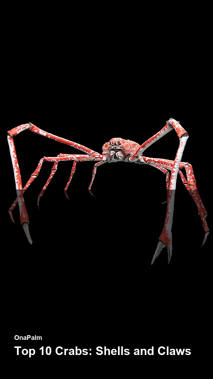 Top 10 Crabs: Shells and Claws — 2:3