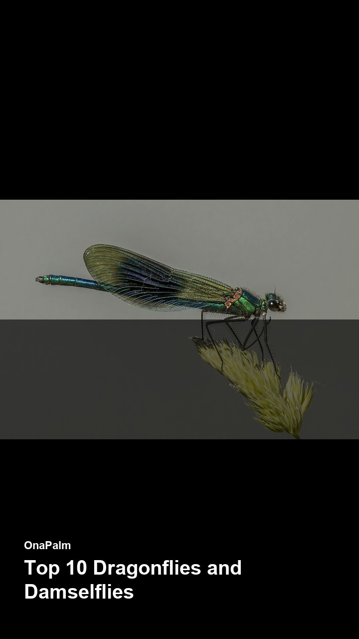 Top 10 Dragonflies and Damselflies — 2:3