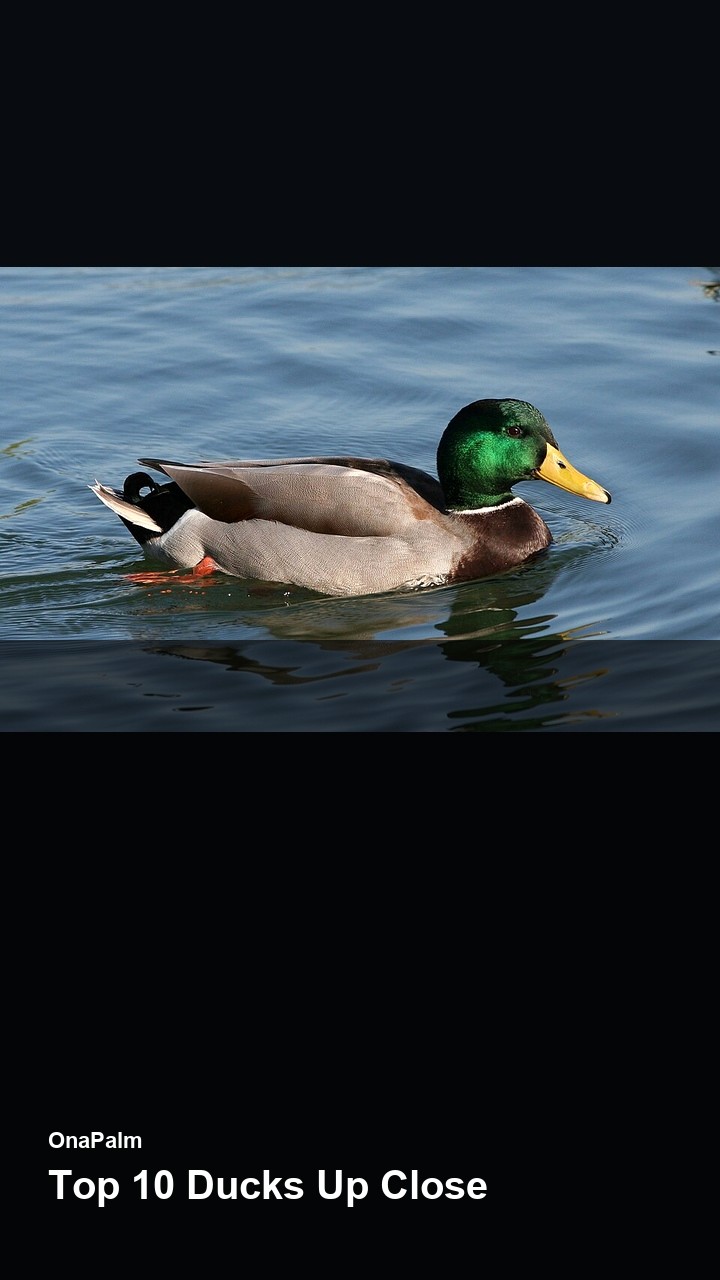 Top 10 Ducks Up Close — 2:3