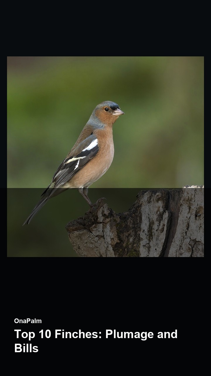 Top 10 Finches: Plumage and Bills — 2:3