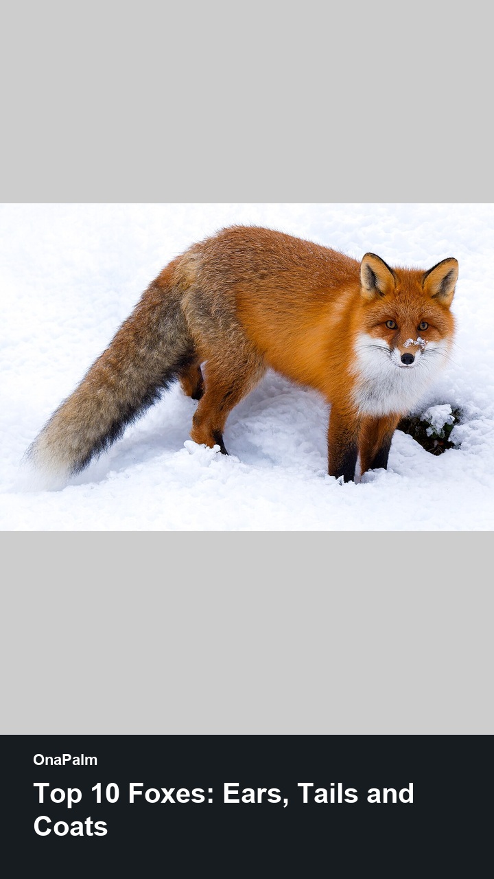 Top 10 Foxes: Ears, Tails and Coats — 2:3