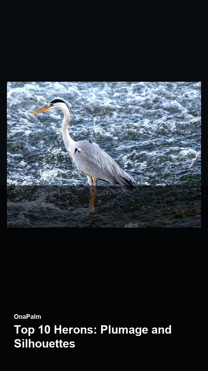 Top 10 Herons: Plumage and Silhouettes — 2:3