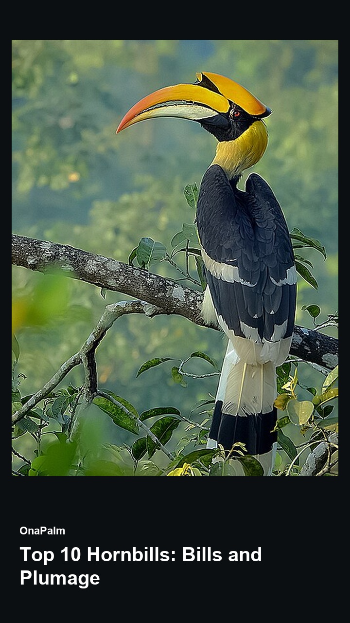 Top 10 Hornbills: Bills and Plumage