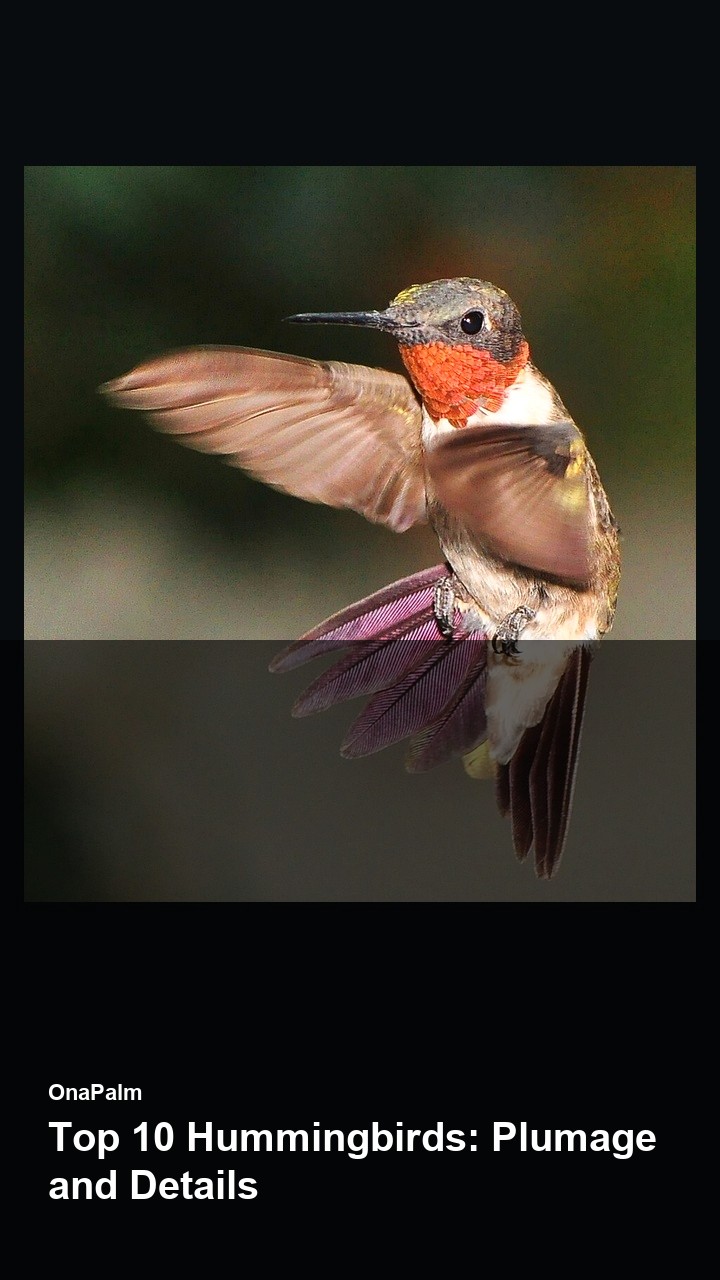 Top 10 Hummingbirds: Plumage and Details — 2:3