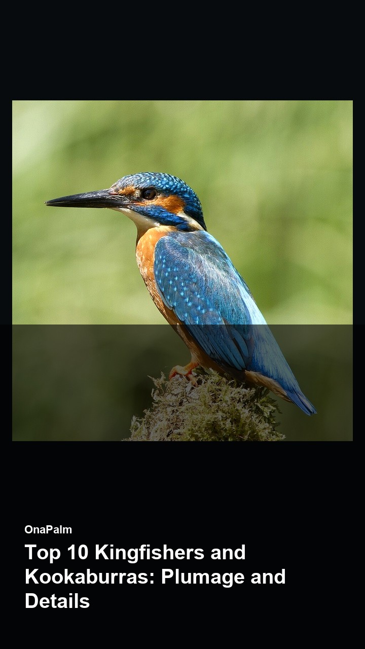 Top 10 Kingfishers and Kookaburras: Plumage and Details — 2:3