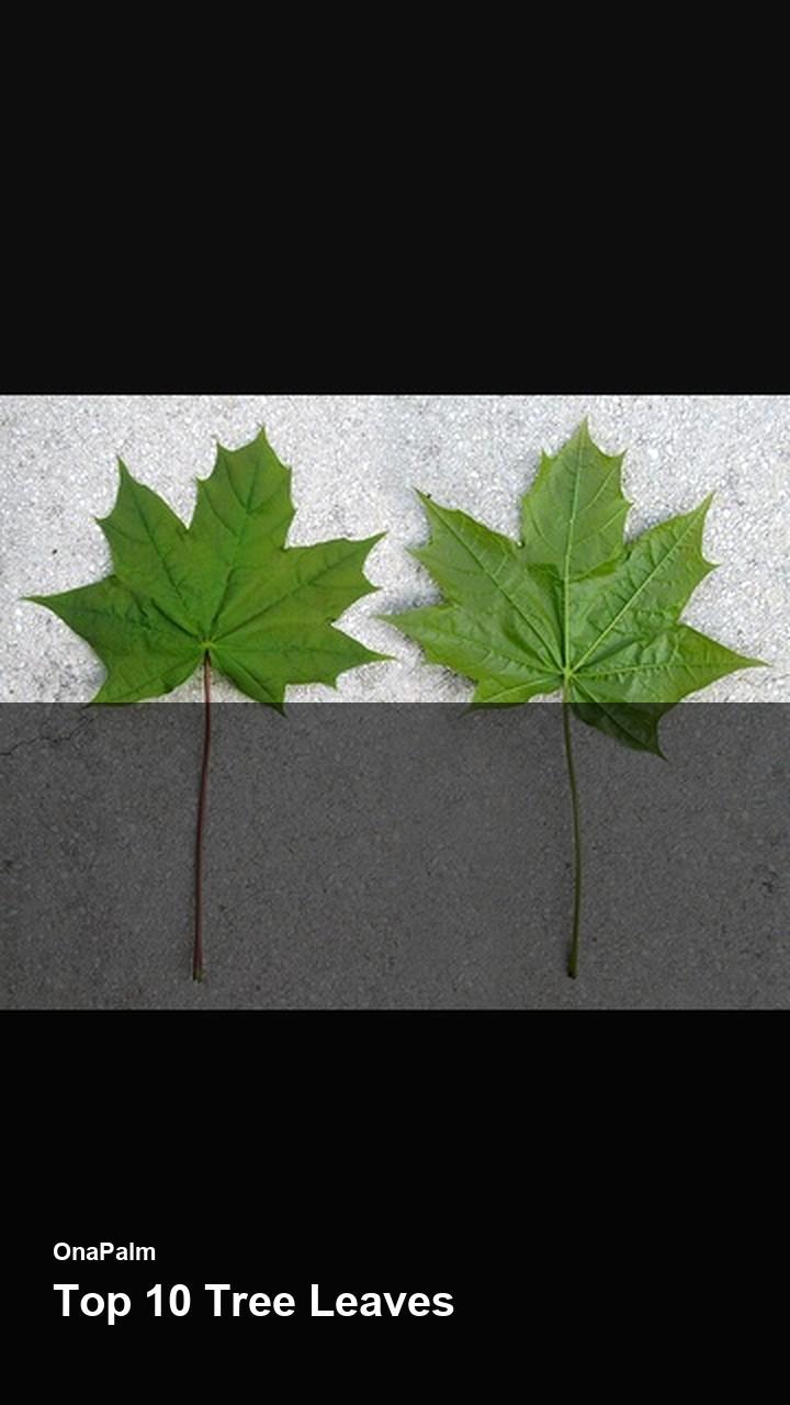Top 10 Tree Leaves — 2:3