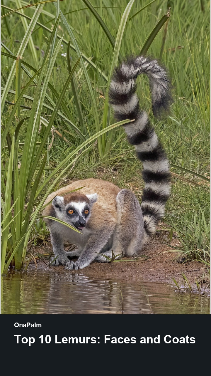 Top 10 Lemurs: Faces and Coats — 2:3