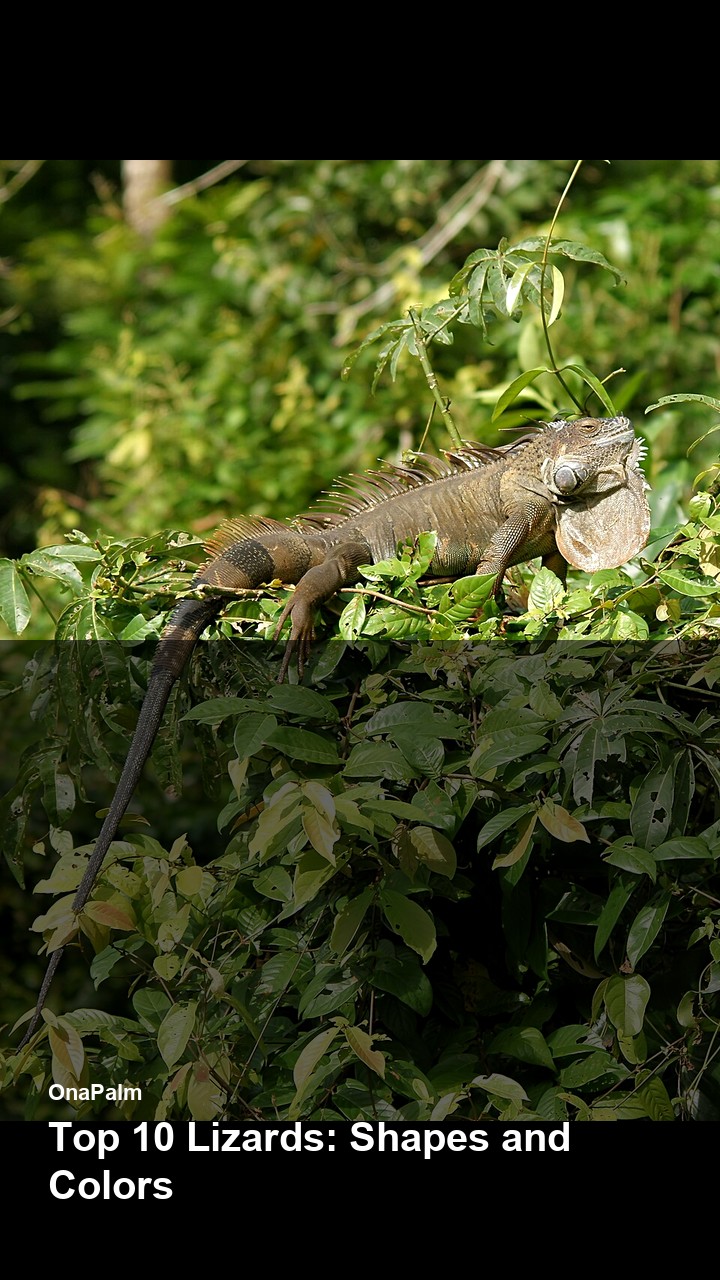 Top 10 Lizards: Shapes and Colors — 2:3