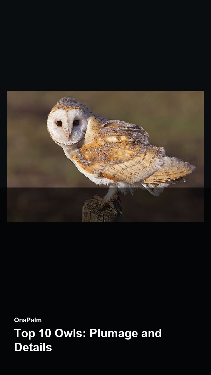 Top 10 Owls: Plumage and Details — 2:3