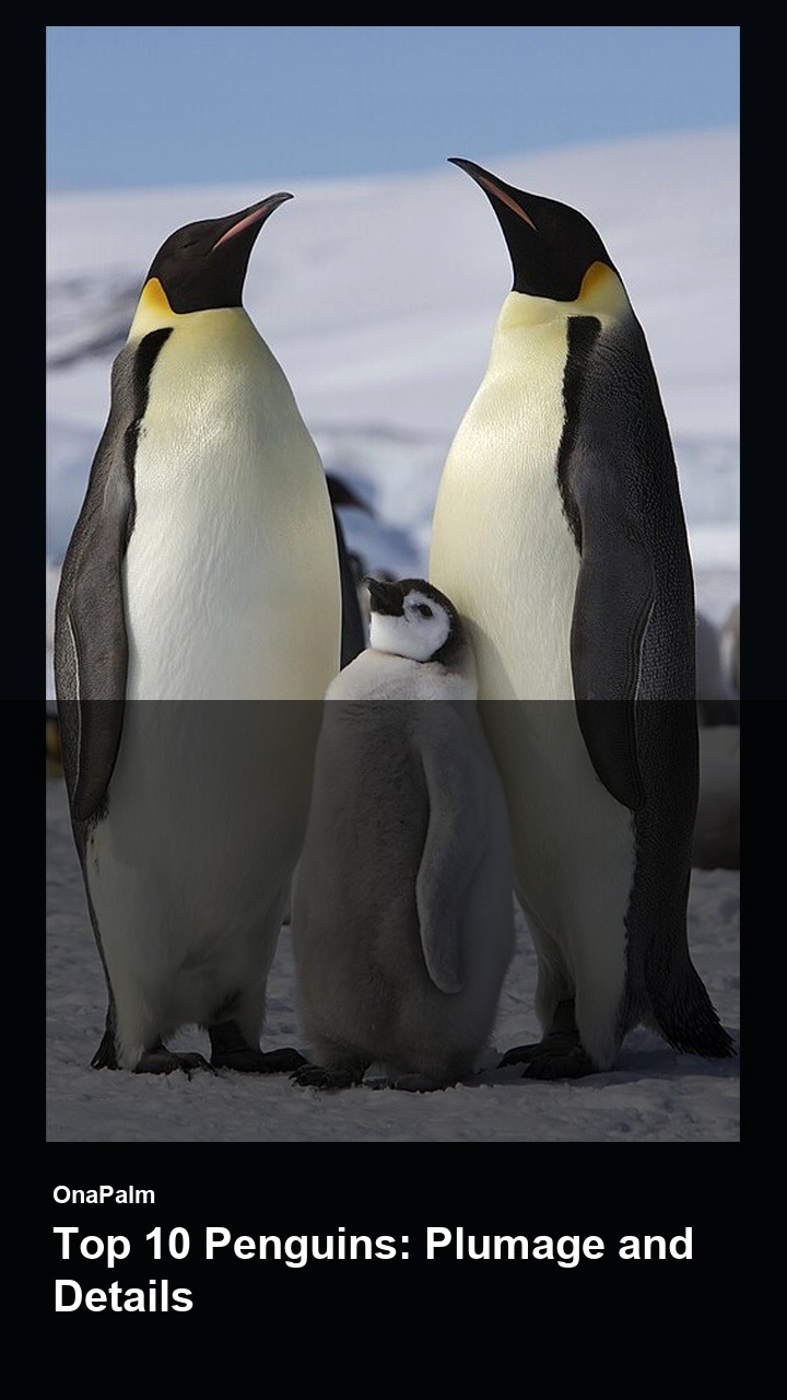 Top 10 Penguins: Plumage and Details — 2:3