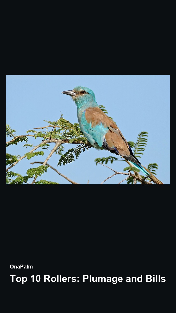 Top 10 Rollers: Plumage and Bills — 2:3