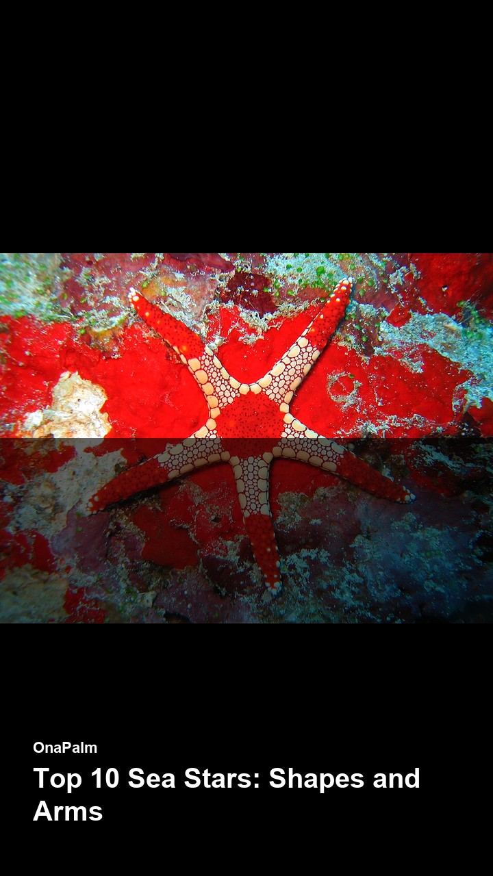 Top 10 Sea Stars: Shapes and Arms — 2:3