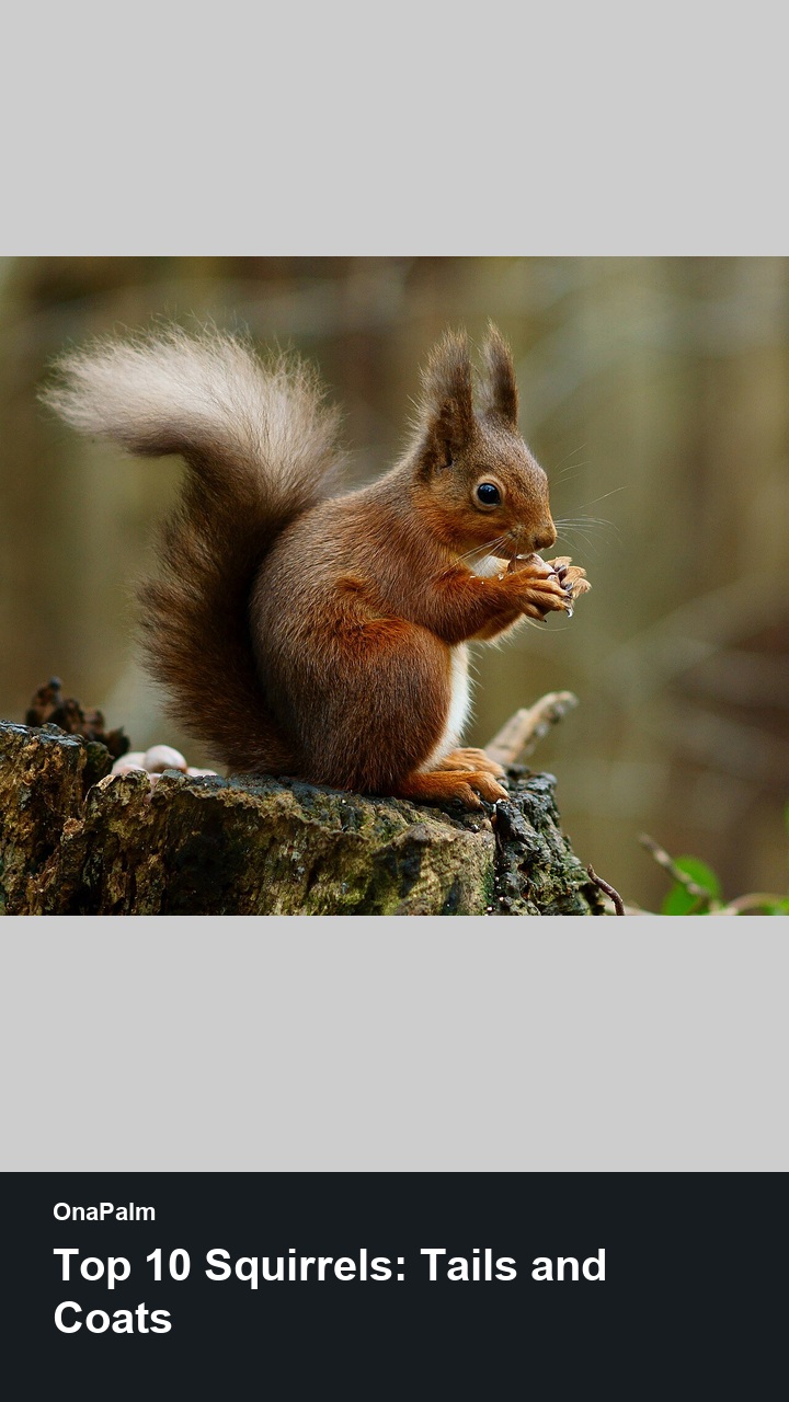 Top 10 Squirrels: Tails and Coats — 2:3