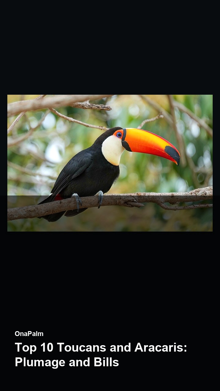 Top 10 Toucans and Aracaris: Plumage and Bills — 2:3