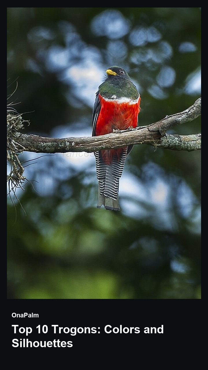 Top 10 Trogons: Colors and Silhouettes — 2:3