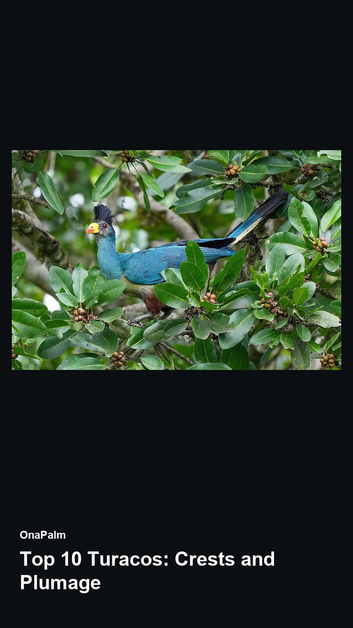Top 10 Turacos: Crests and Plumage — 2:3