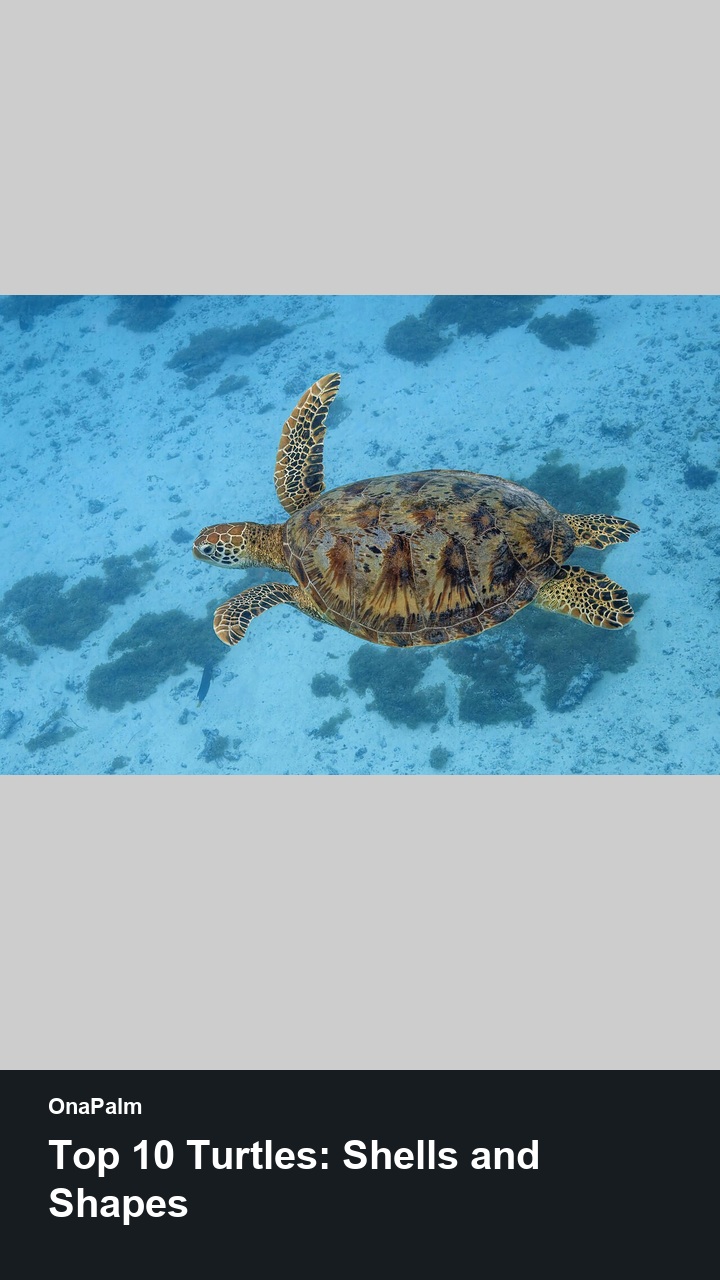 Top 10 Turtles: Shells and Shapes — 2:3