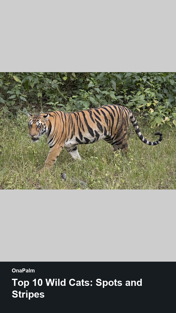 Top 10 Wild Cats: Spots and Stripes — 2:3