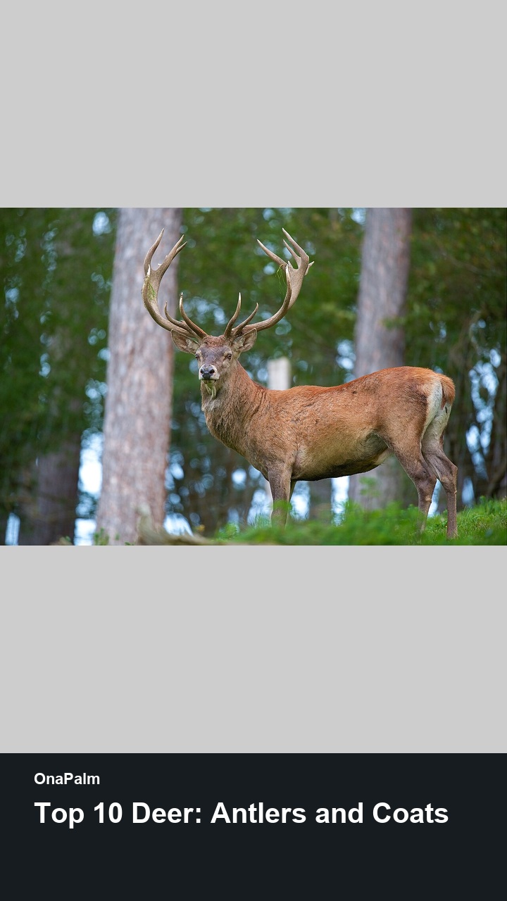 Top 10 Deer: Antlers and Coats