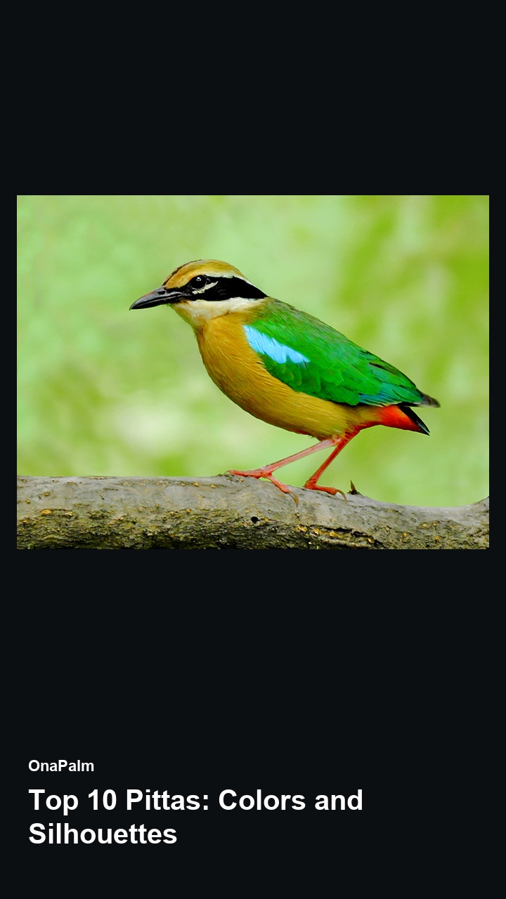 Top 10 Pittas: Colors and Silhouettes