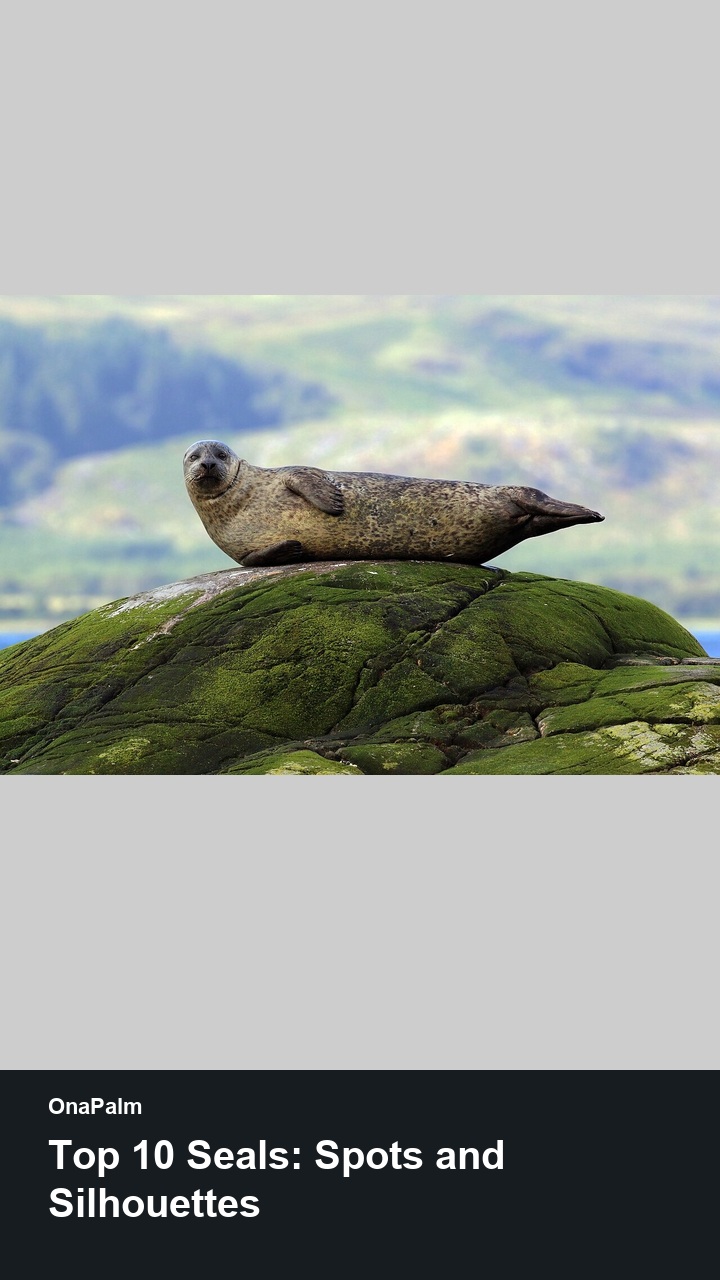 Top 10 Seals: Spots and Silhouettes