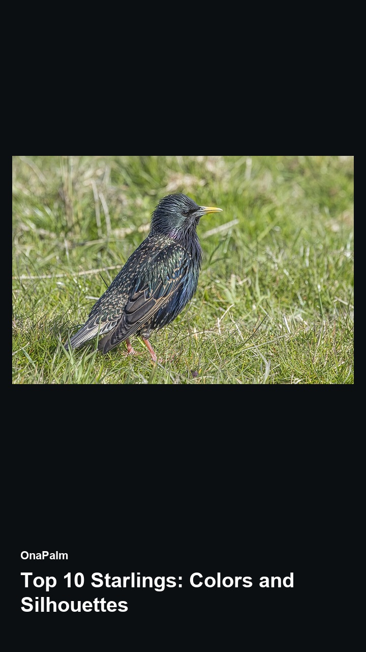 Top 10 Starlings: Colors and Silhouettes — 2:3