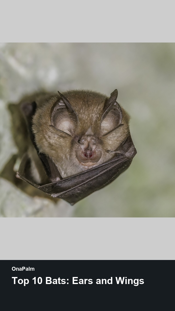 Top 10 Bats: Ears and Wings — 2:3