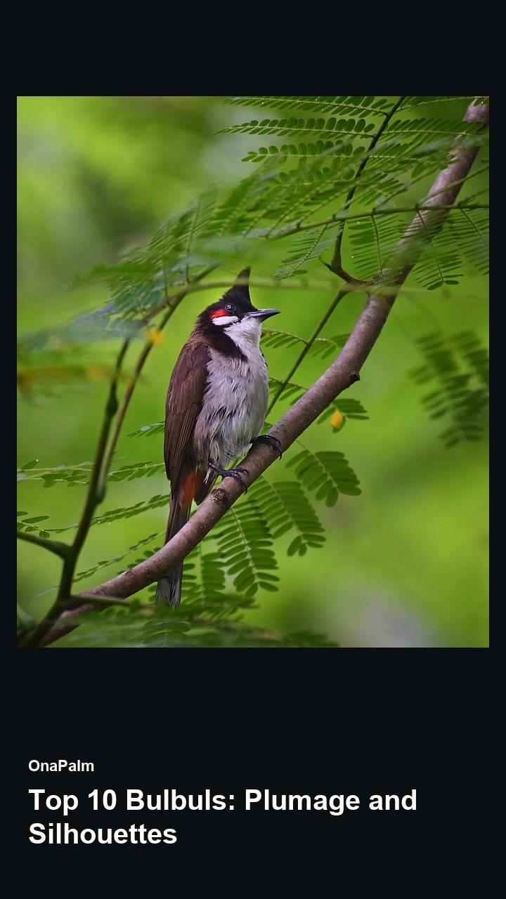Top 10 Bulbuls: Plumage and Silhouettes — 2:3