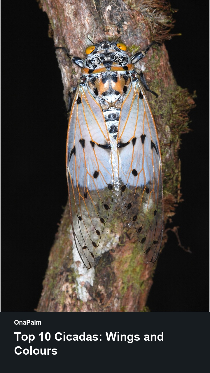 Top 10 Cicadas: Wings and Colours — 2:3