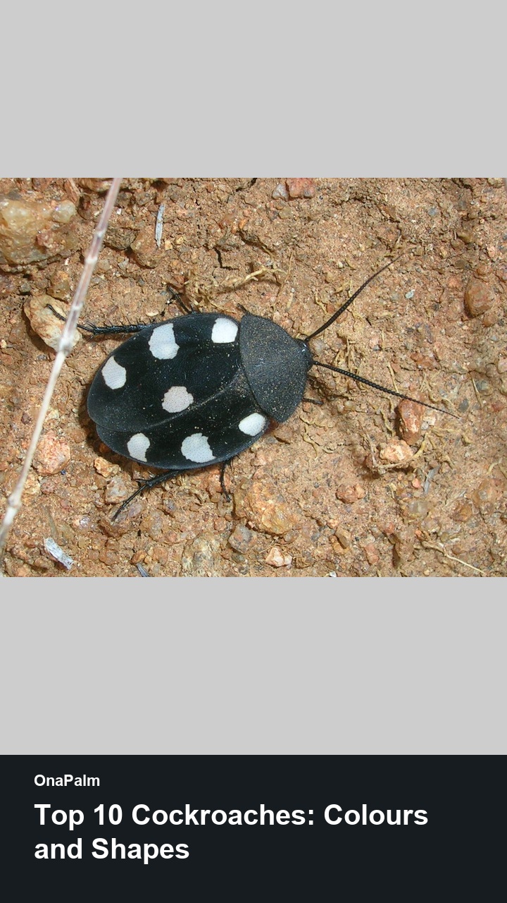 Top 10 Cockroaches: Colours and Shapes — 2:3