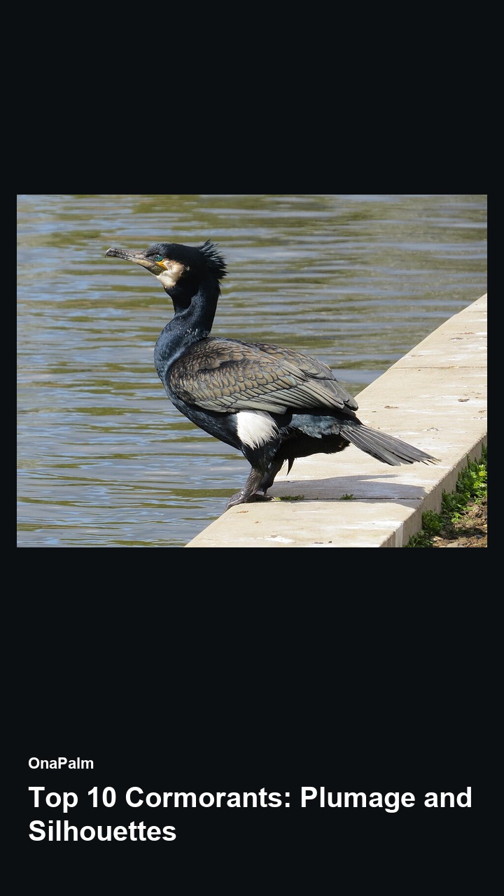 Top 10 Cormorants: Plumage and Silhouettes — 2:3