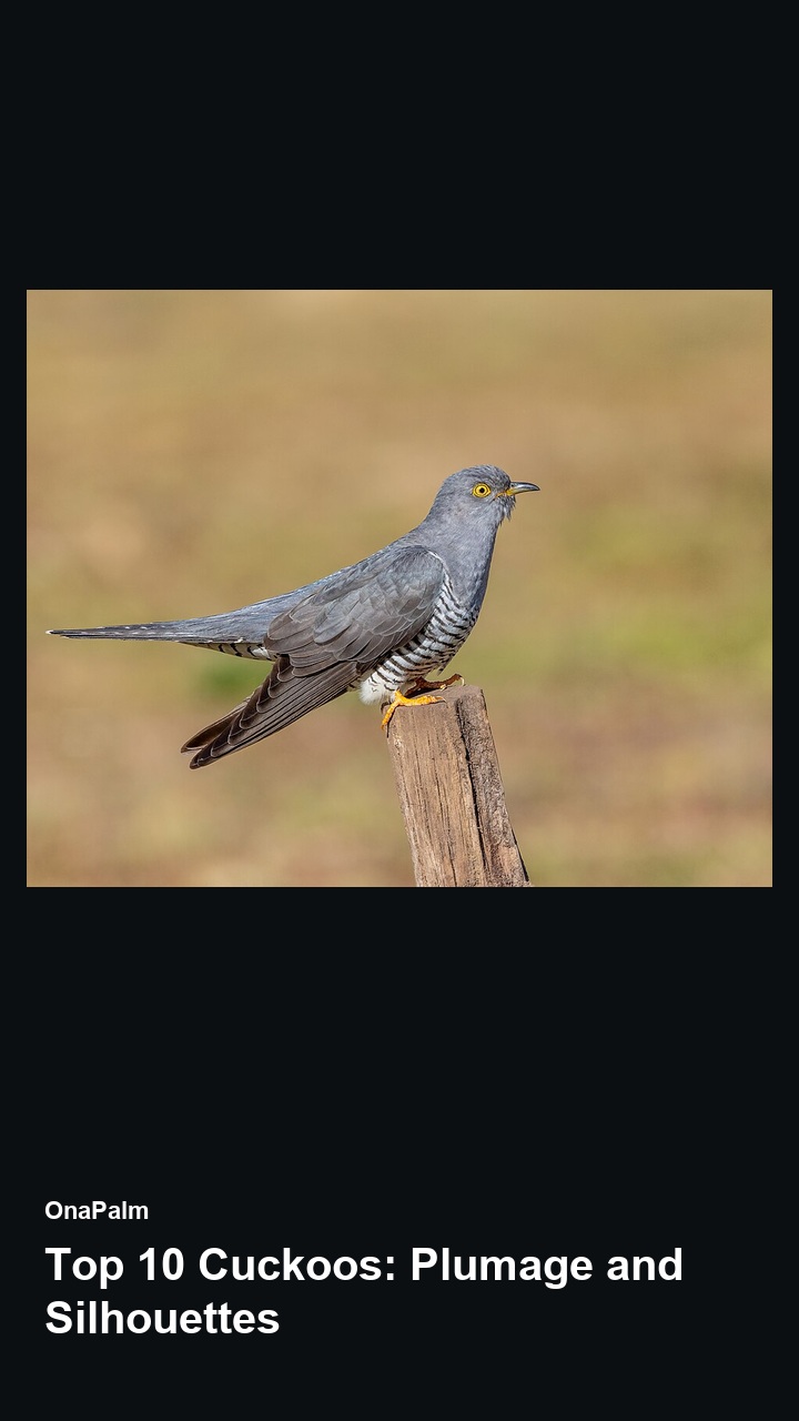 Top 10 Cuckoos: Plumage and Silhouettes — 2:3