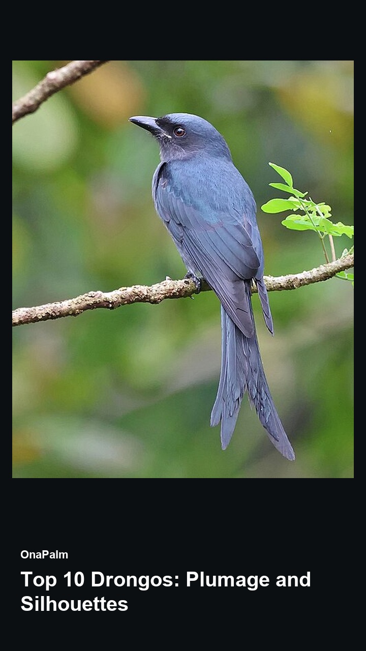Top 10 Drongos: Plumage and Silhouettes — 2:3