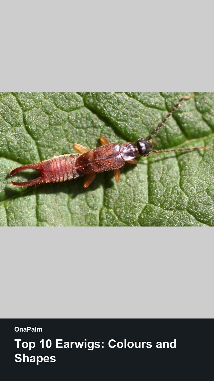 Top 10 Earwigs: Colours and Shapes
