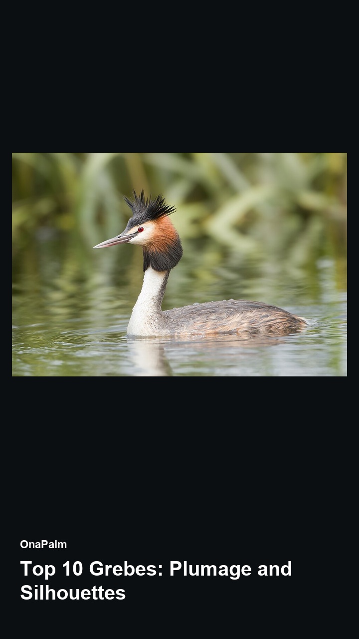 Top 10 Grebes: Plumage and Silhouettes — 2:3