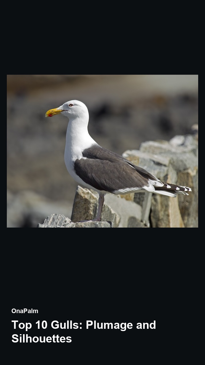 Top 10 Gulls: Plumage and Silhouettes — 2:3