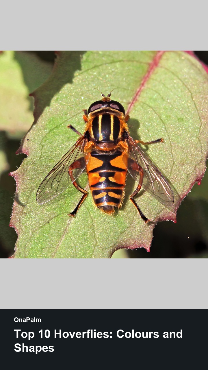Top 10 Hoverflies: Colours and Shapes — 2:3