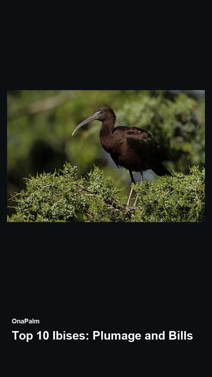 Top 10 Ibises: Plumage and Bills — 2:3