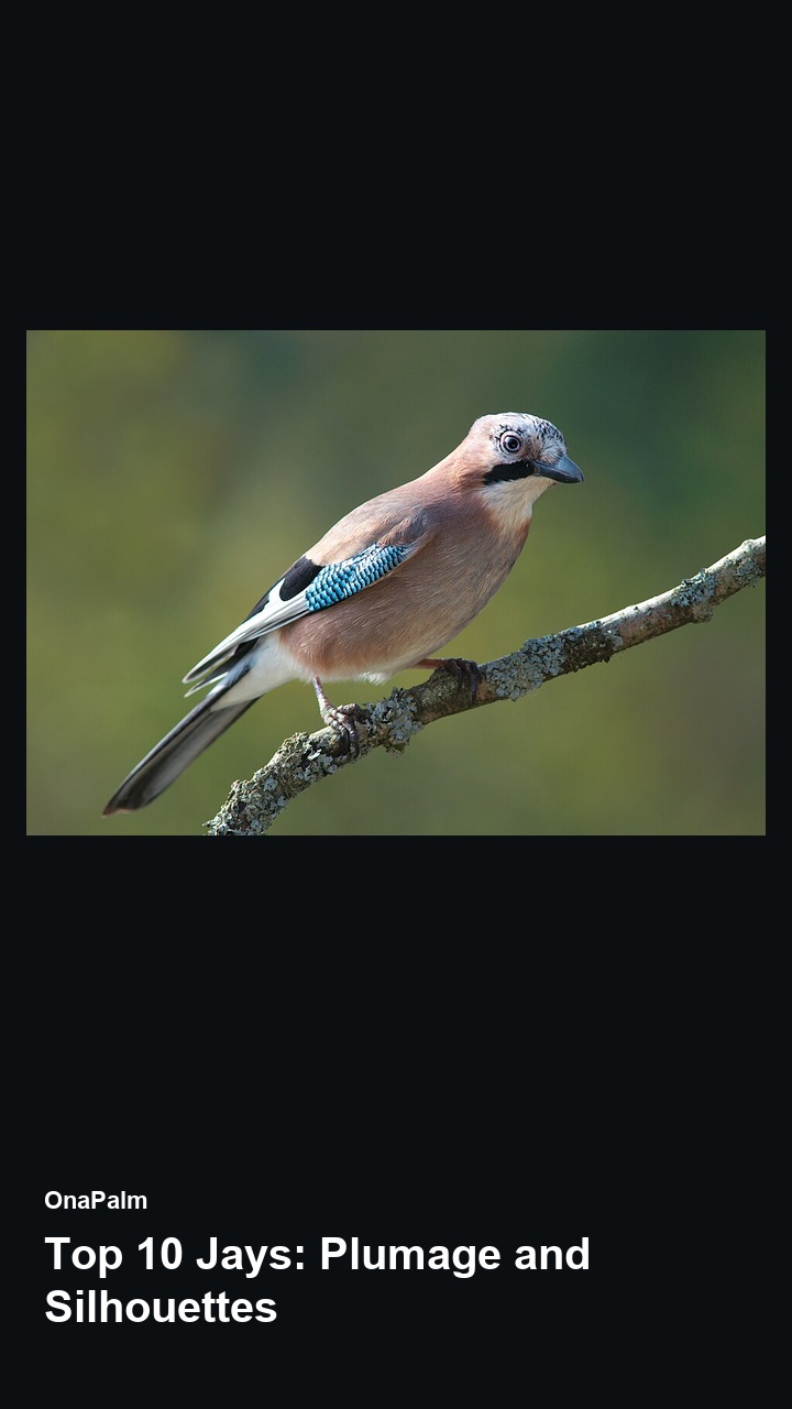 Top 10 Jays: Plumage and Silhouettes