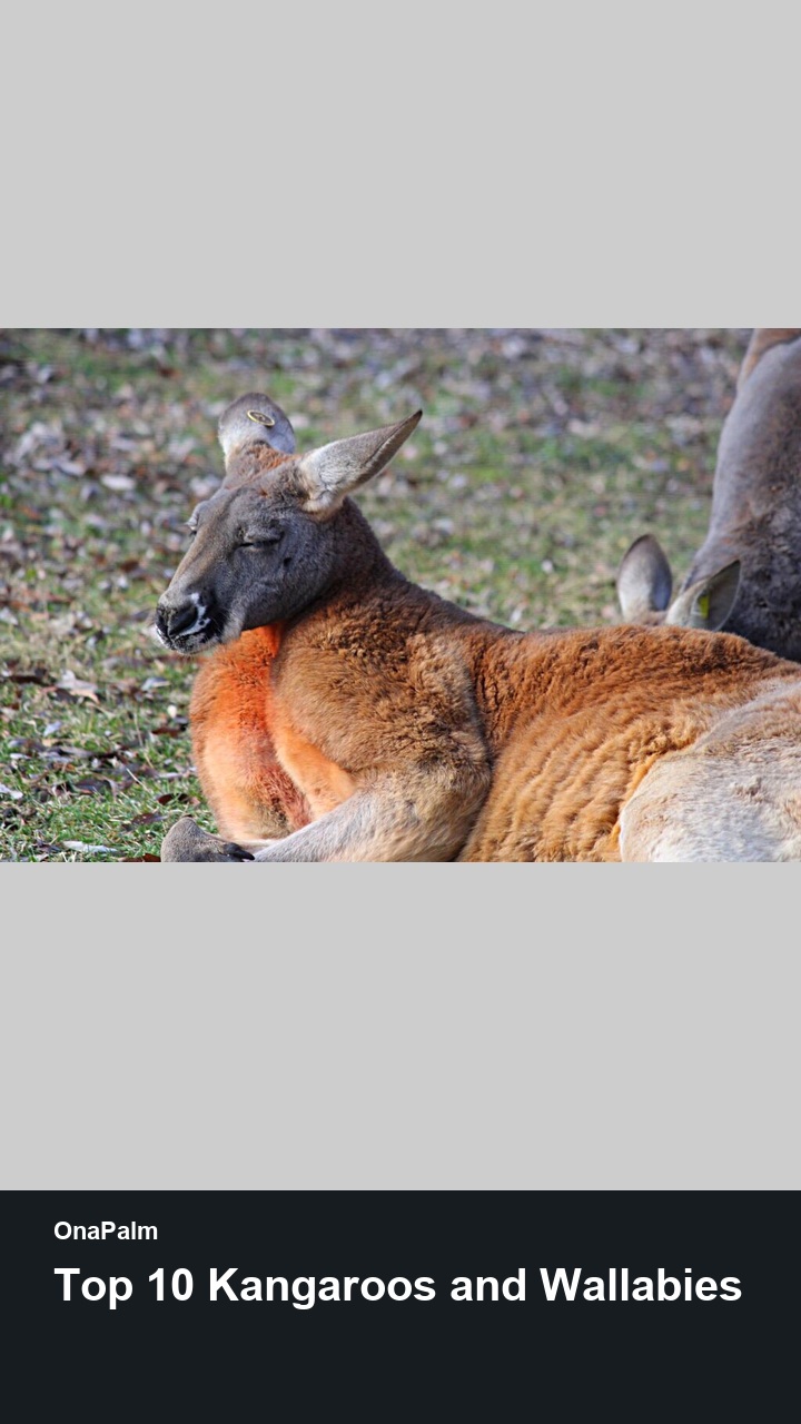 Top 10 Kangaroos and Wallabies — 2:3