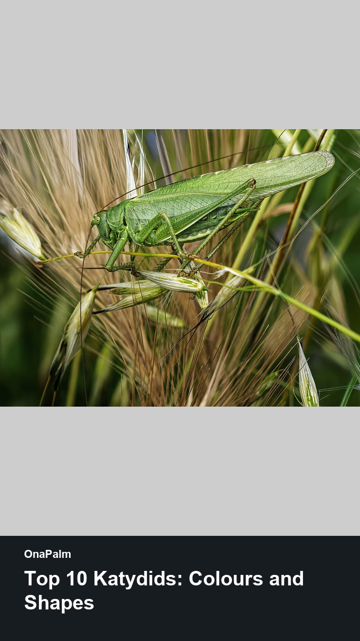 Top 10 Katydids: Colours and Shapes — 2:3