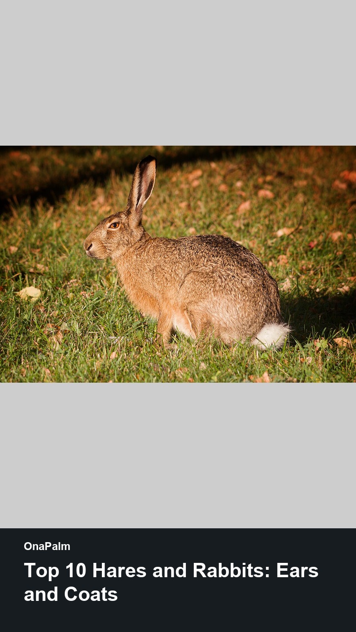 Top 10 Hares and Rabbits: Ears and Coats — 2:3