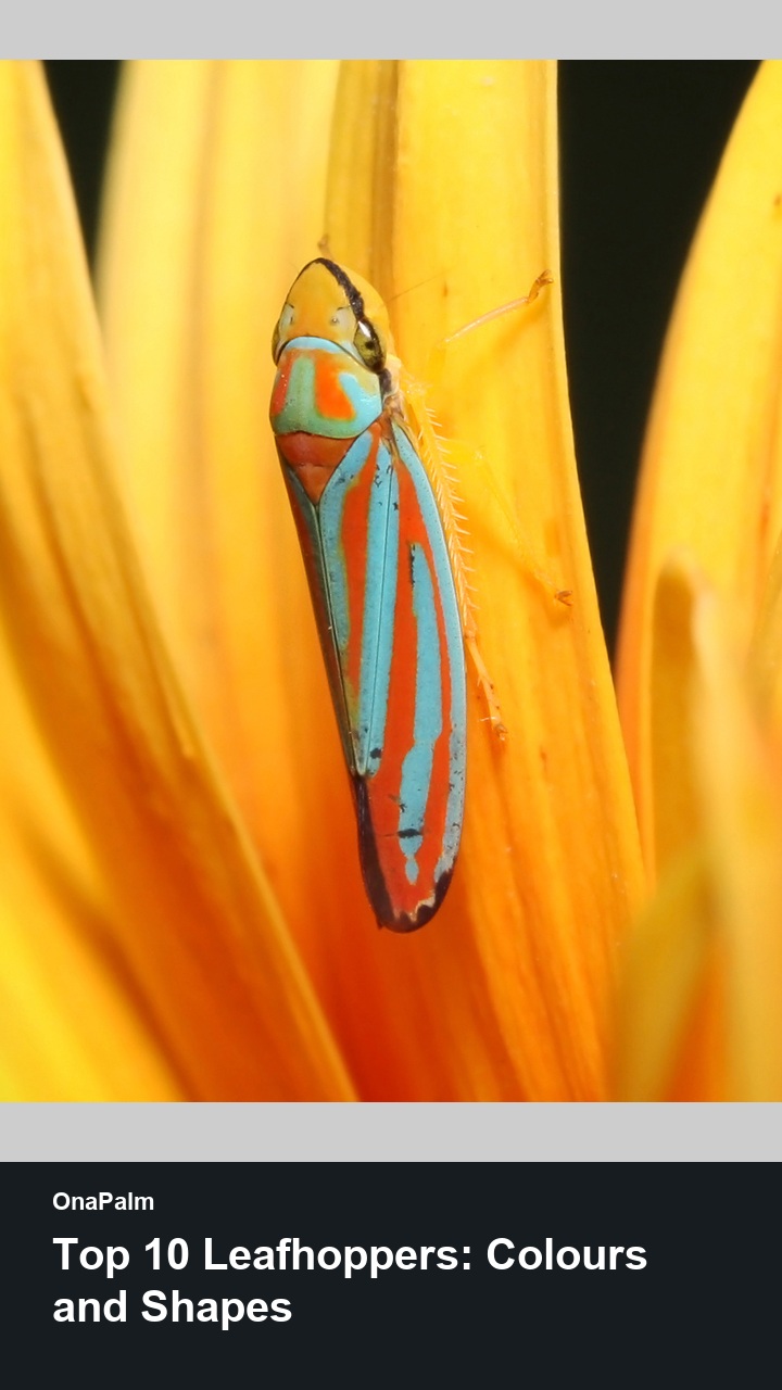 Top 10 Leafhoppers: Colours and Shapes — 2:3