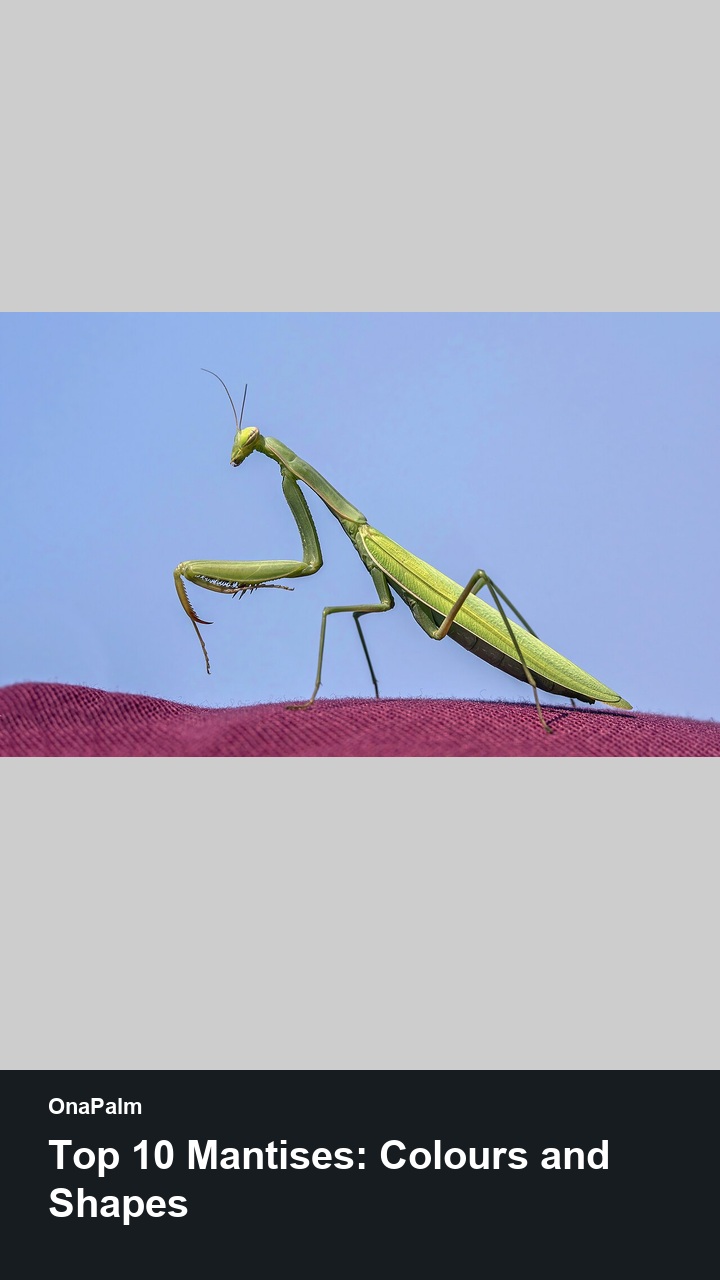 Top 10 Mantises: Colours and Shapes — 2:3