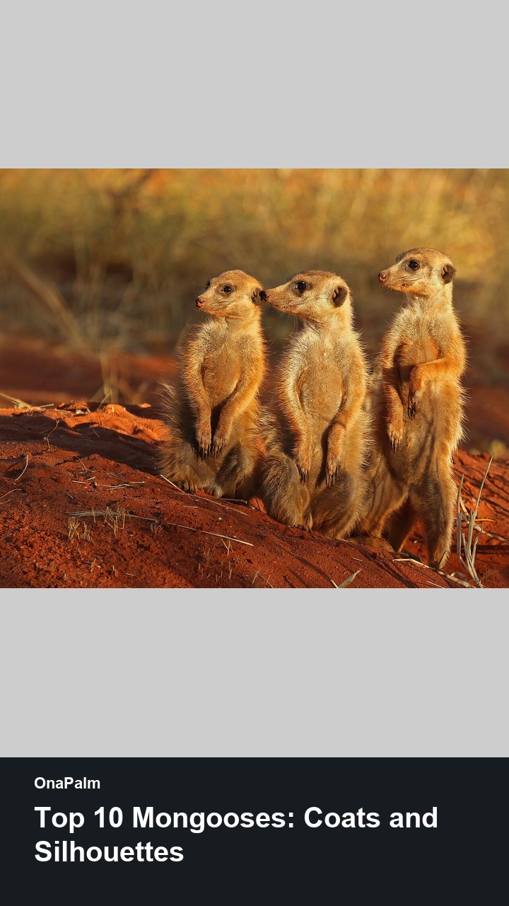 Top 10 Mongooses: Coats and Silhouettes — 2:3