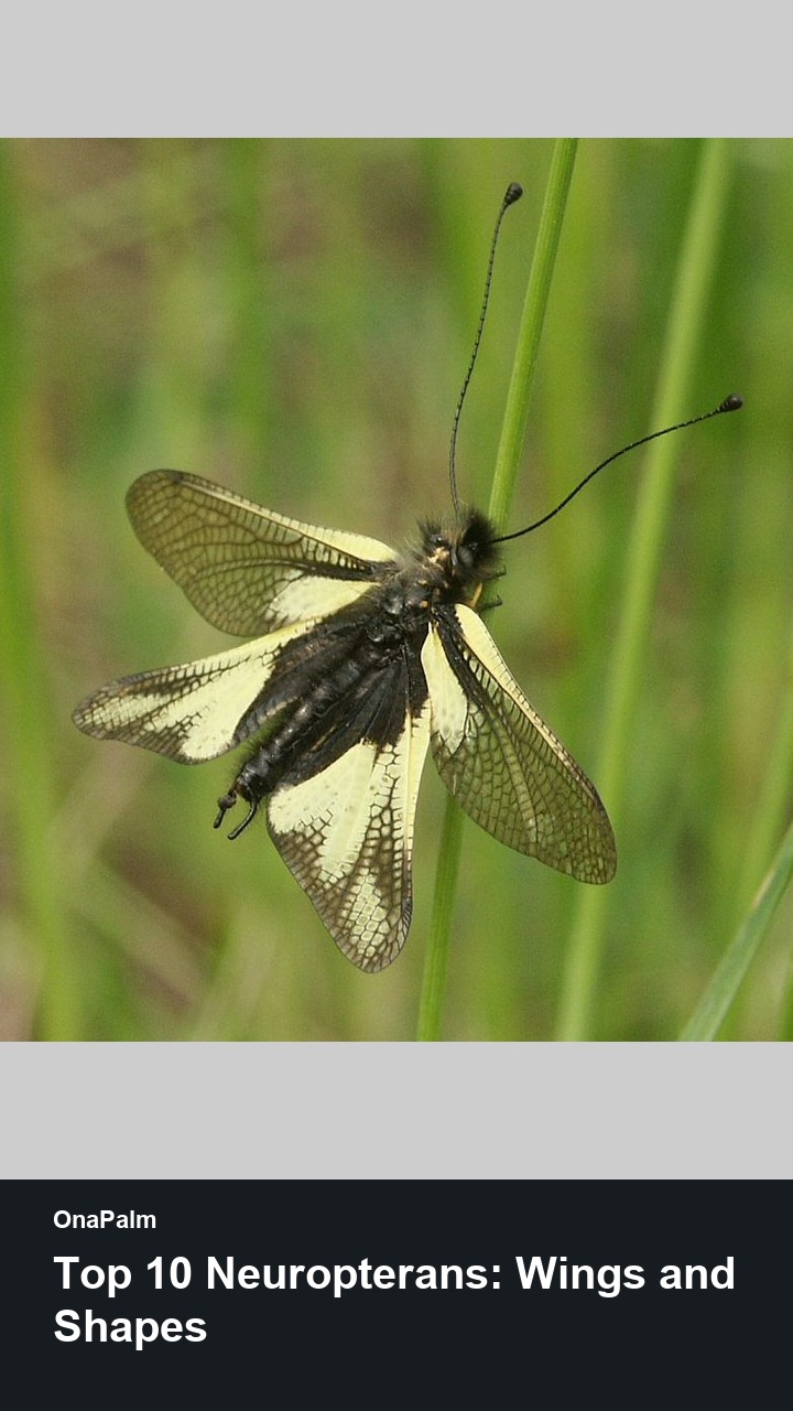 Top 10 Neuropterans: Wings and Shapes